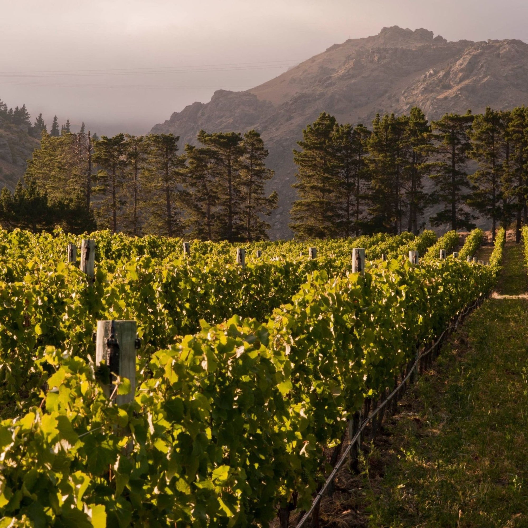 Felton Road Vineyards are nestled into small macroclimates totally surrounded by high mountains - Kent Street Cellars