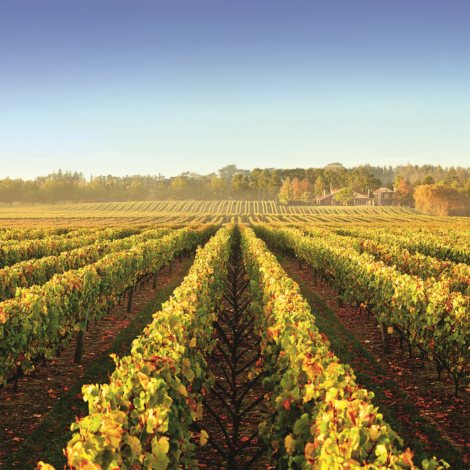 Kumeu River Vineyard - Kent Street Cellars
