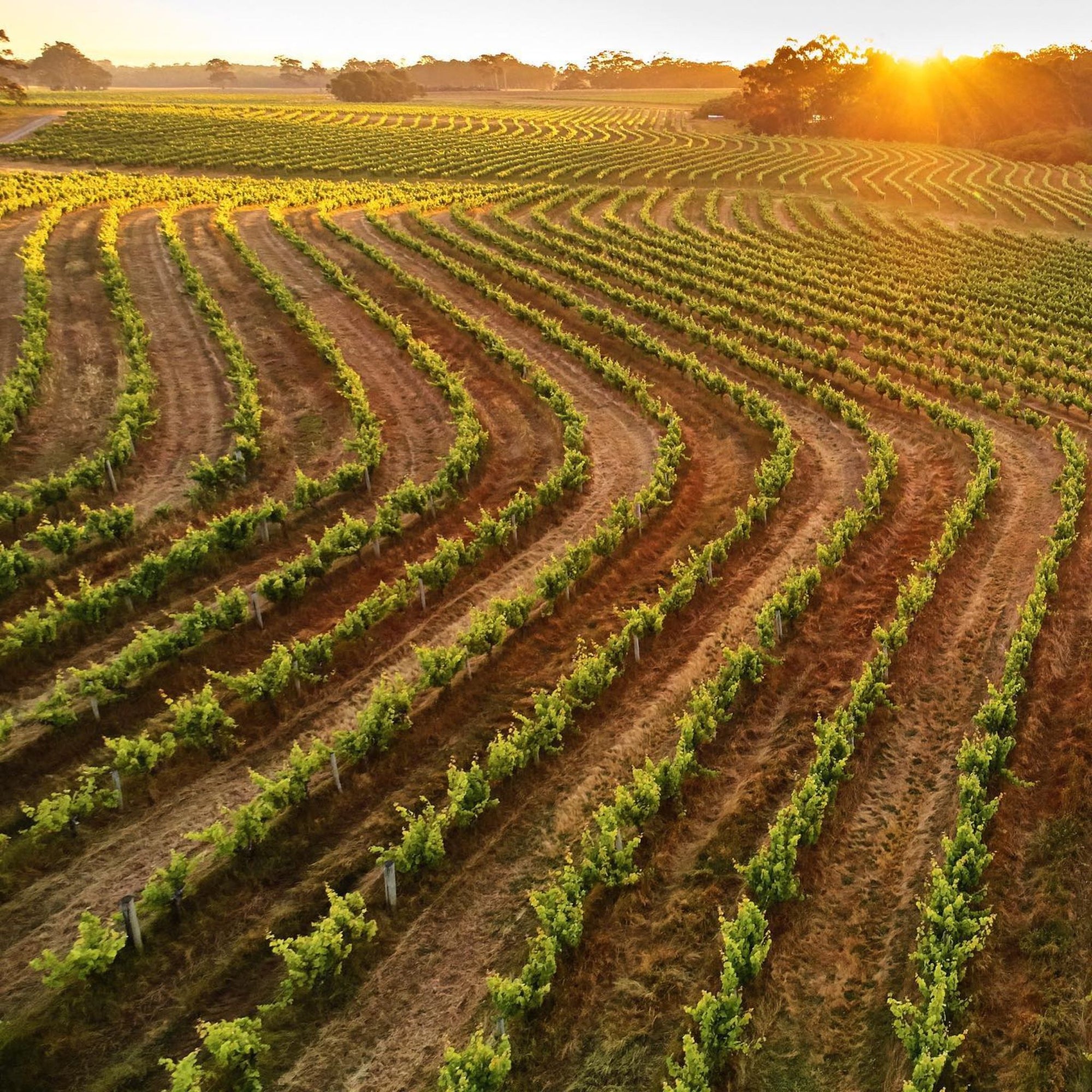 Our vineyards are situated on a sequence of rolling hills in Margaret River, formed by the dissection of the Boodjidup Brook creek system that drains from east to west to the Indian Ocean, spanning from 47m to 85m above sea level. - Kent Street Cellars