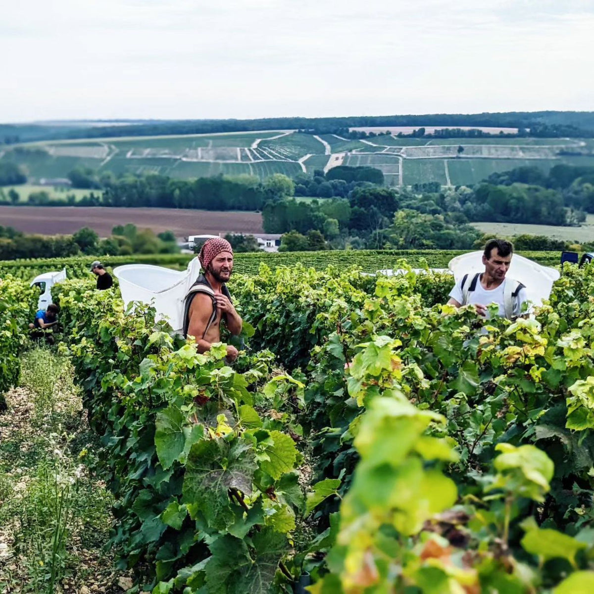 All the vineyards are now hand harvested. Every decision made in the vineyard pays homage to the distinctive terroir of the site. - Kent Street Cellars