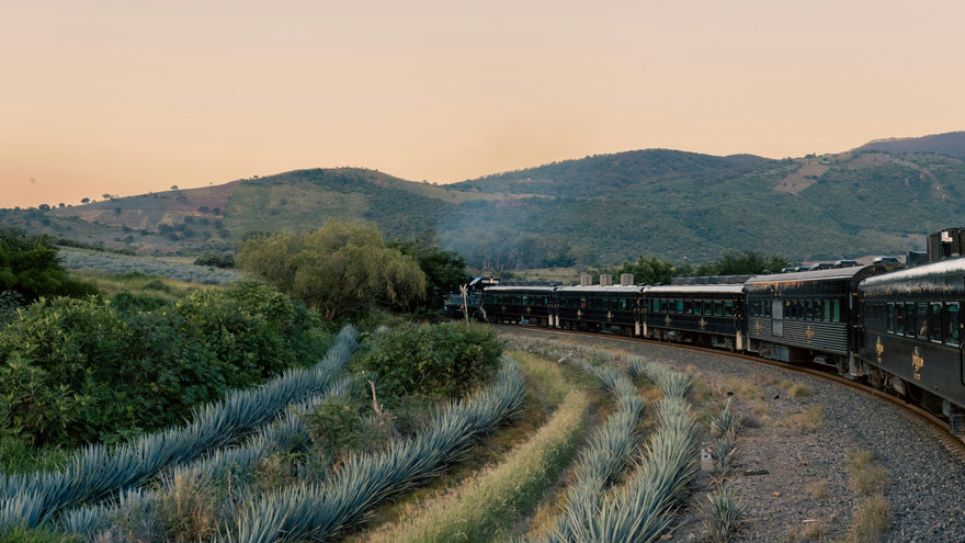 Agave plants growing alongside a railway in rural Mexico, representing the landscape and origin of tequila and mezcal.