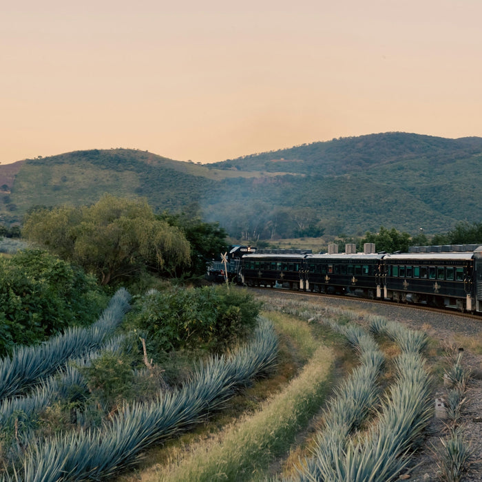 Agave plants growing alongside a railway in rural Mexico, representing the landscape and origin of tequila and mezcal.