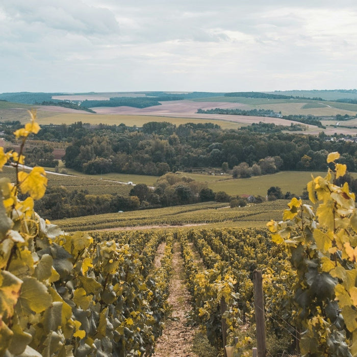 Chablis Explained: A Guide to Producers, Tiers and Why It Tastes Different