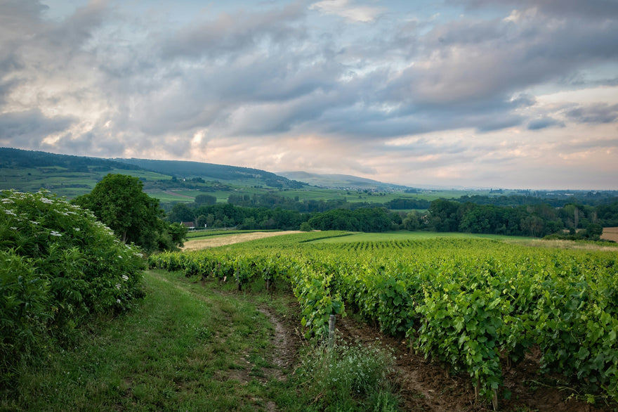 Burgundy Vineyard - The Kent Street Cellars collection including Grand Cru, Premier Cru and Village selections.