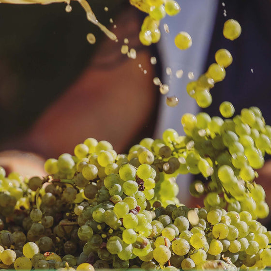 White Wine
