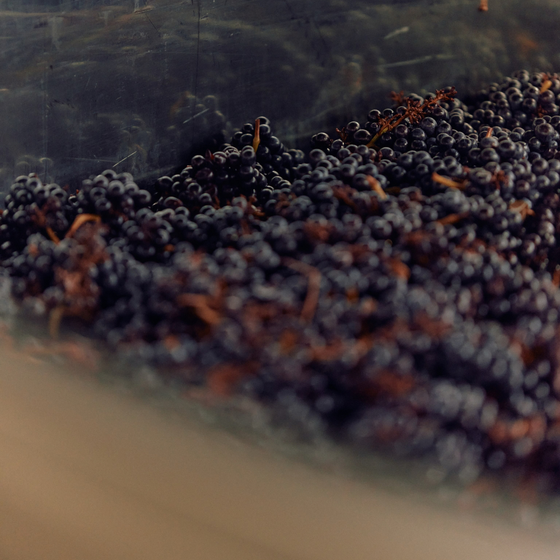 Australian Wine Icons
