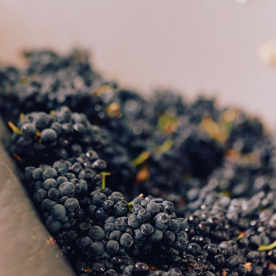 Grenache & GSM Blends
