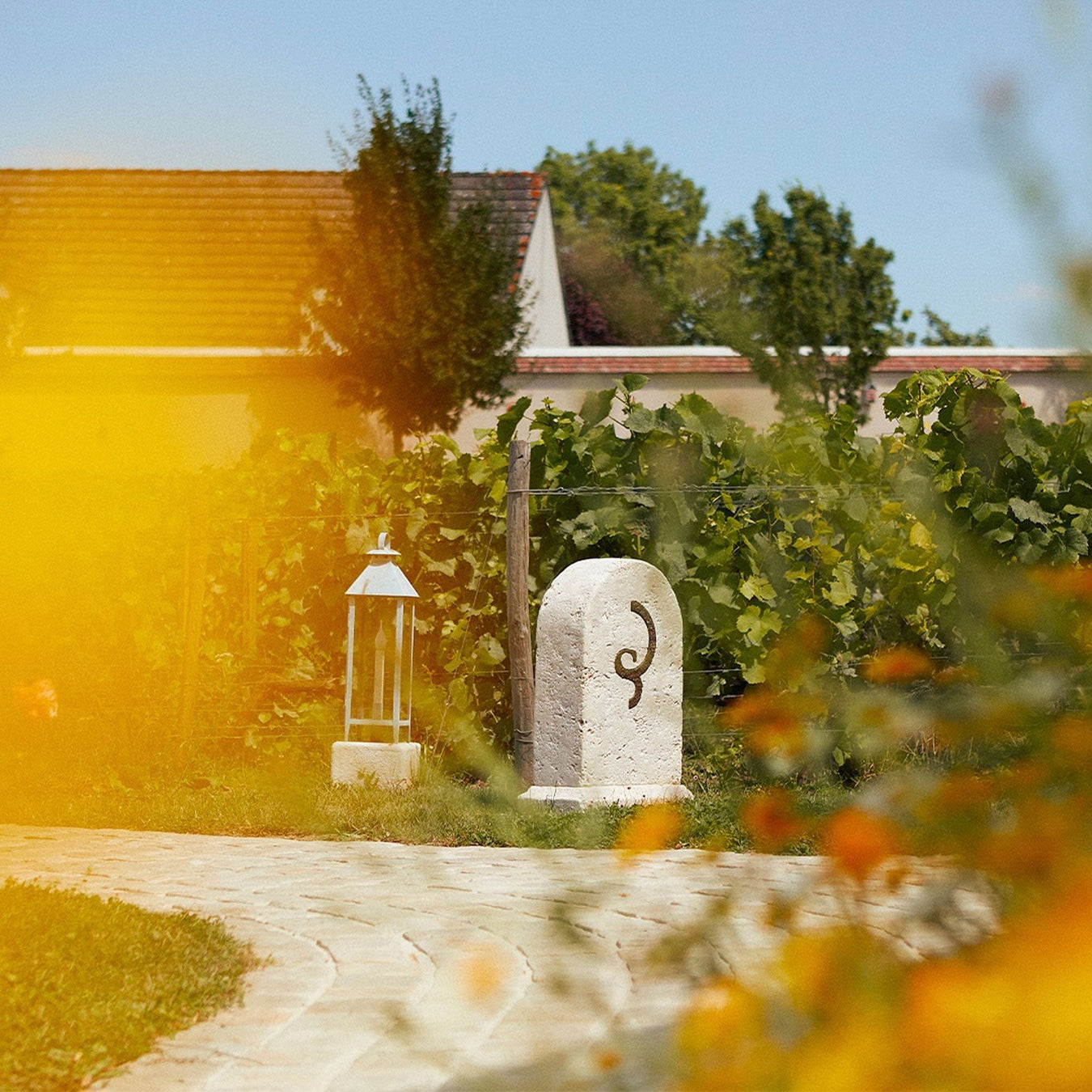 Billecart-Salmon Vineyard - Kent Street Cellars