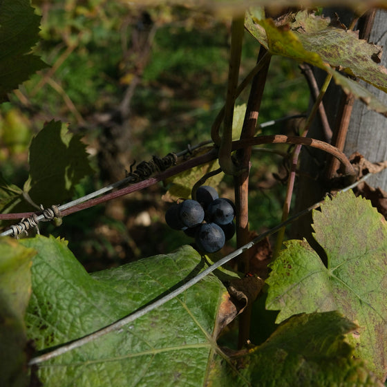 Burgundy Wines