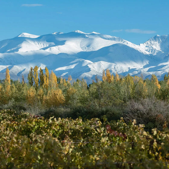 Malbec