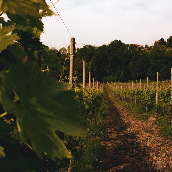 Barolo