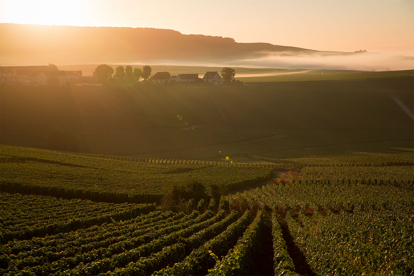 The Vineyard | Dom Pérignon