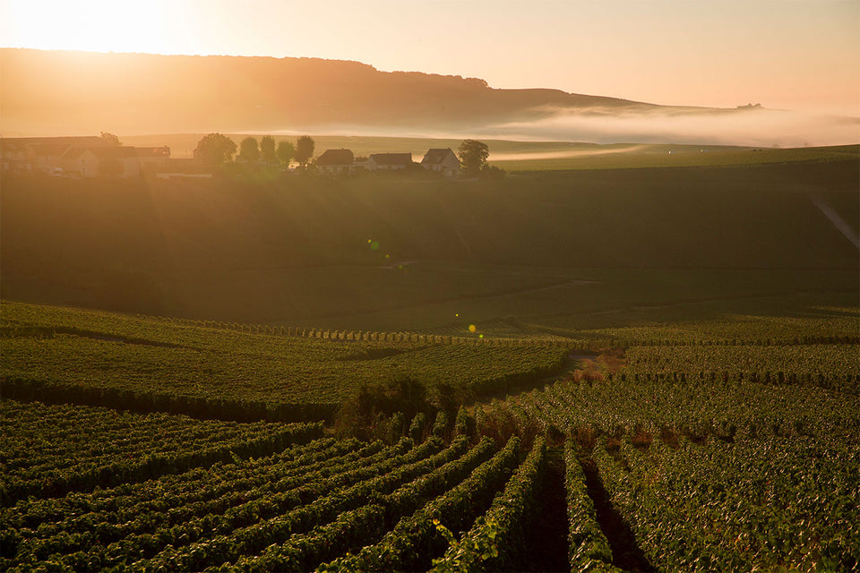 Vineyard brand story