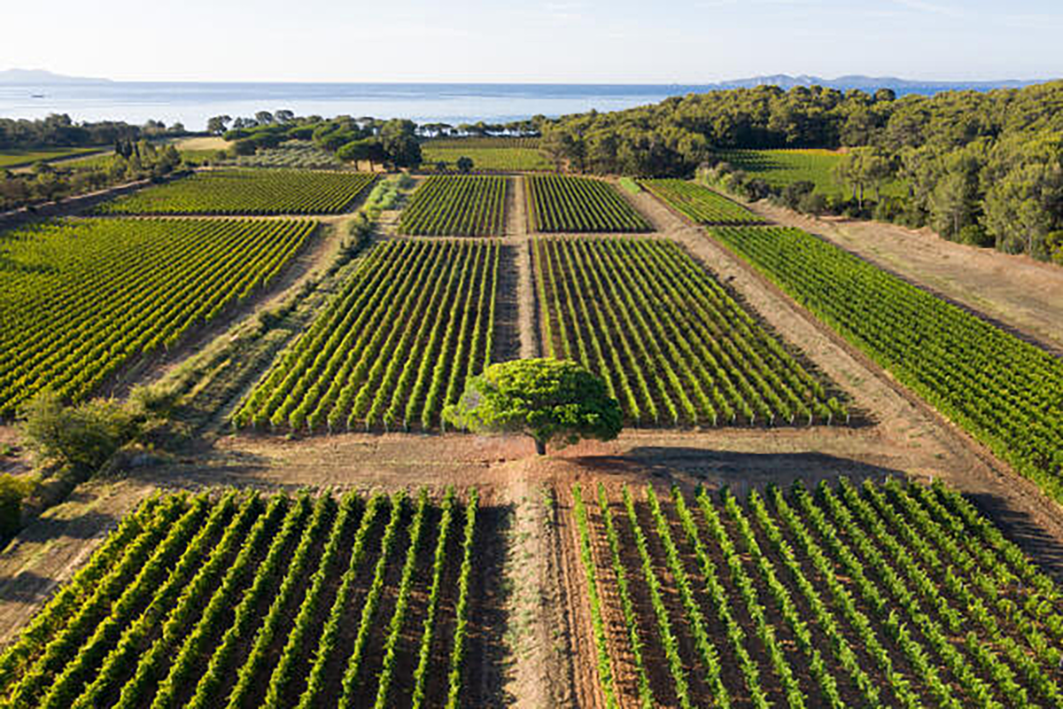 Domaines Ott Clos Mireille Coeur de Grain Rosé 2020 1.5L - Kent Street Cellars