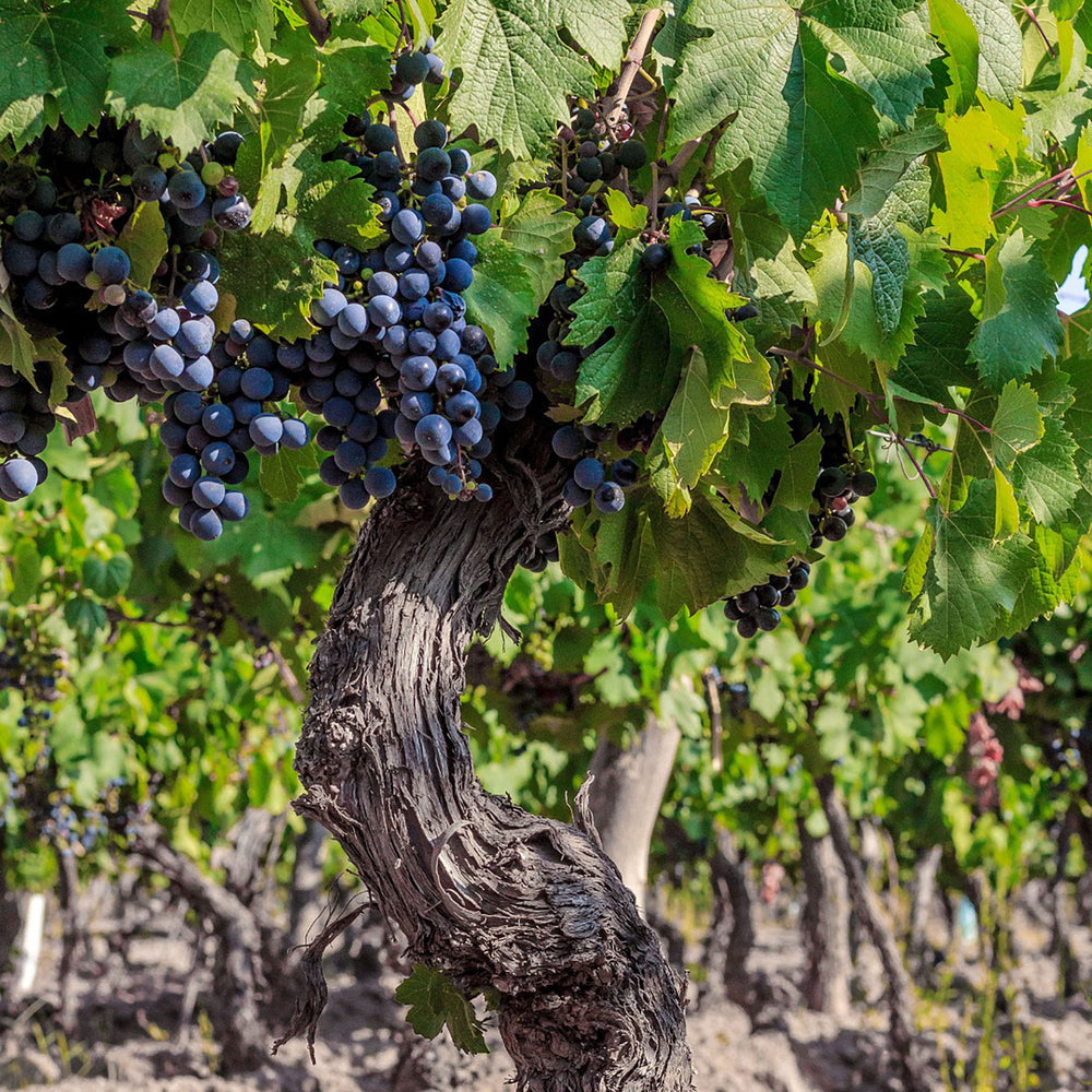 Bodega Catena Zapata Adrianna Vineyard Fortuna Terrae Malbec 2020