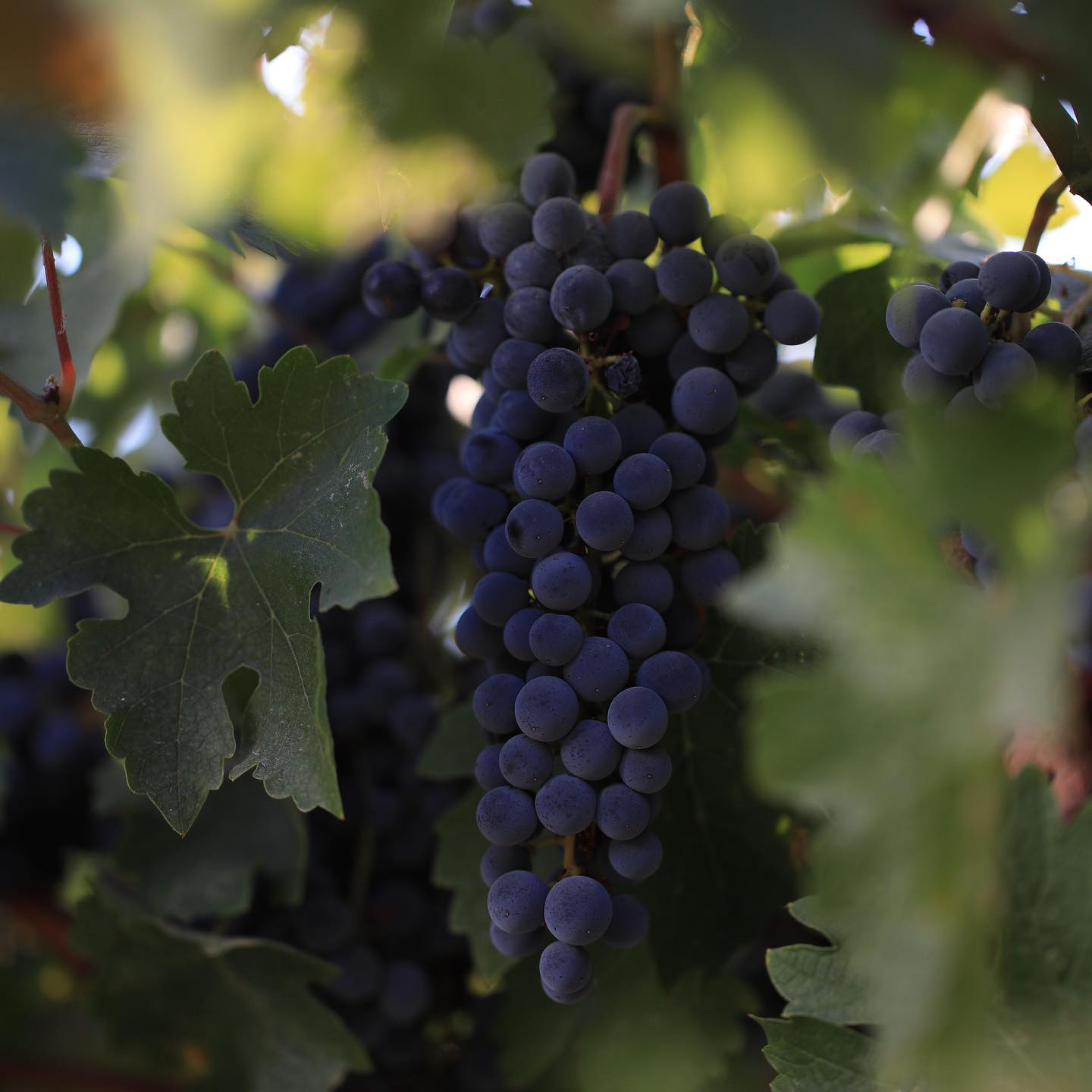 Shiraz Grapes - Kent Street Cellars