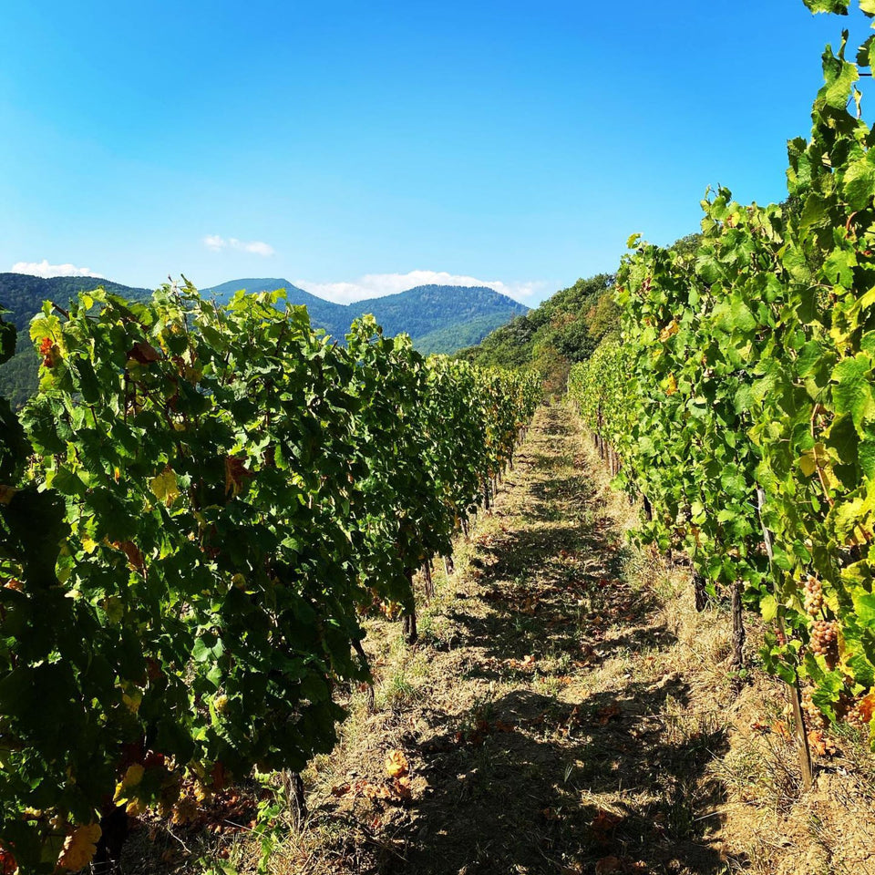The Vineyard brand story