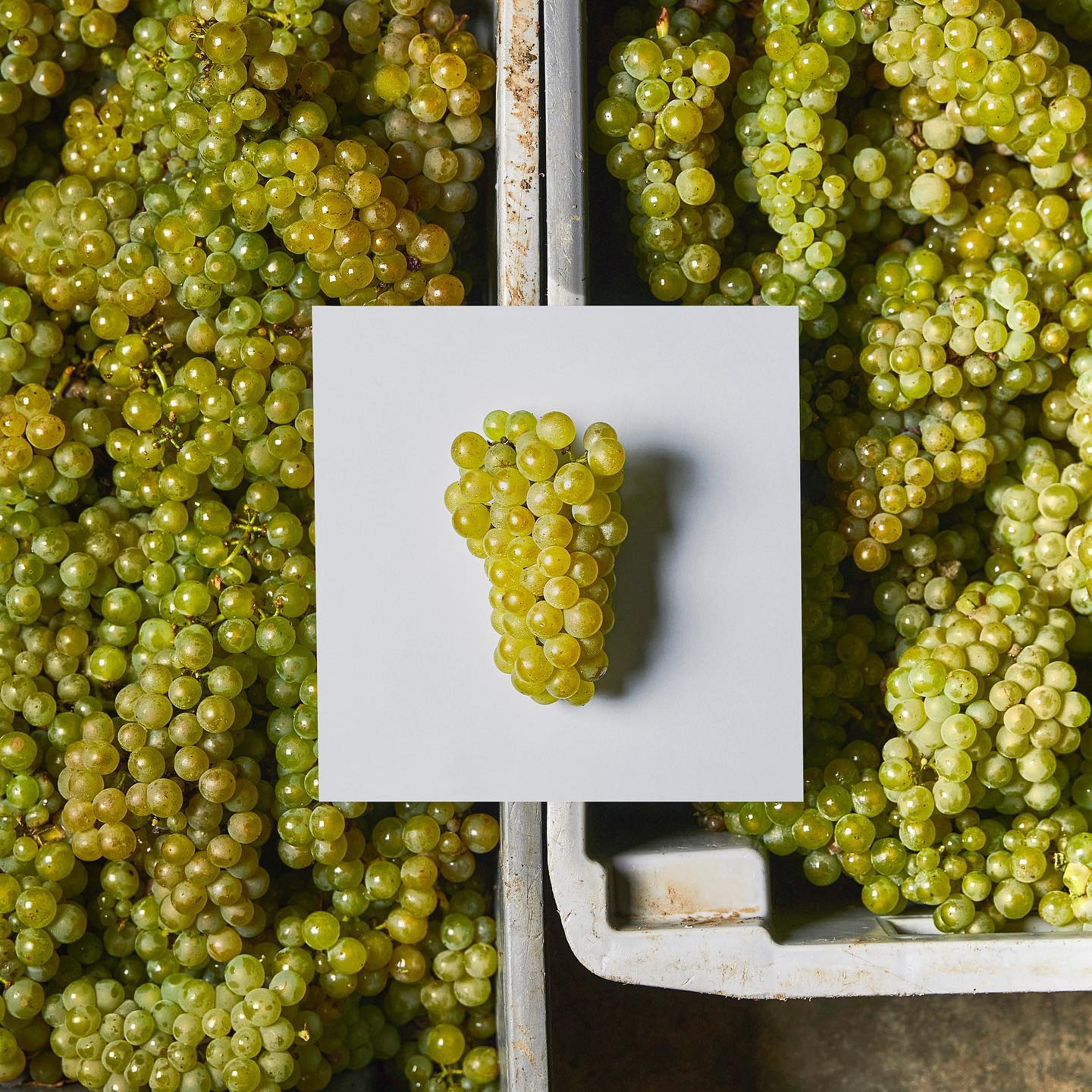 Domaine William Fevre Chablis Grand Cru Valmur 2021 - Kent Street Cellars