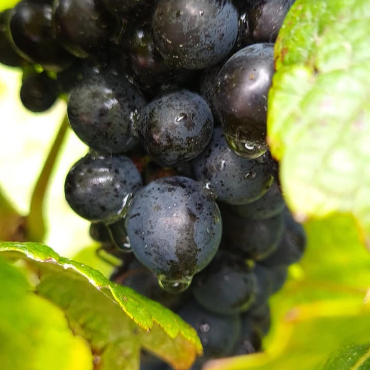 Bass Phillip Estate Pinot 2022 - Kent Street Celars