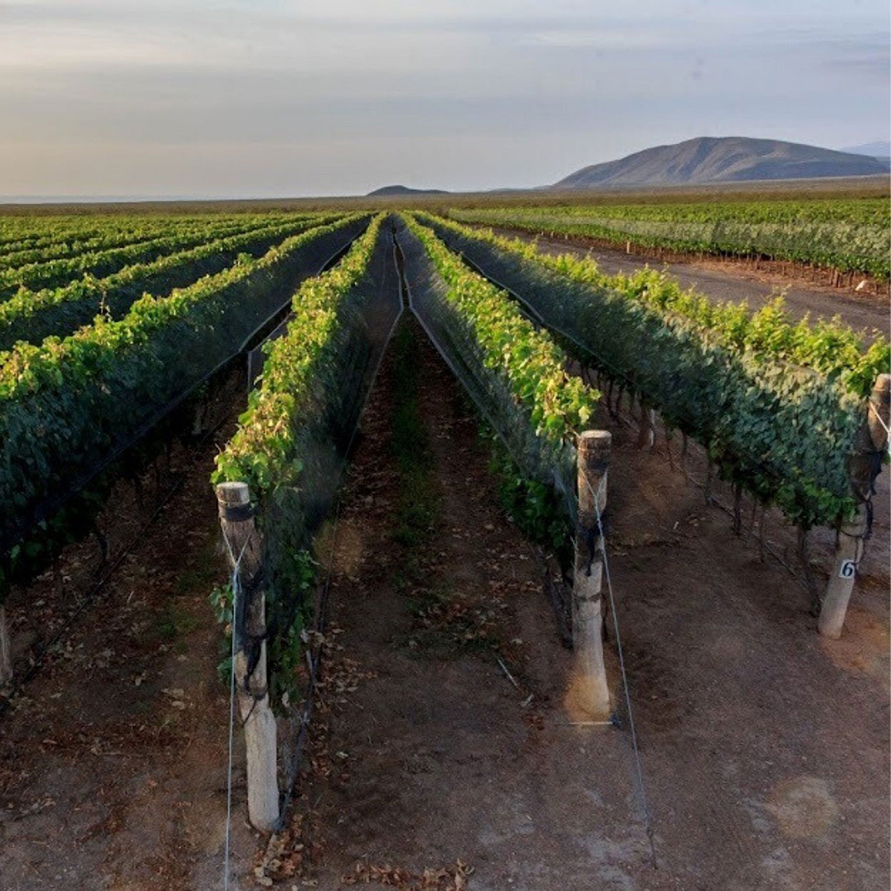 Catena Zapata Adrianna Vineyard White Bones Chardonnay 2021 - Kent Street Cellars