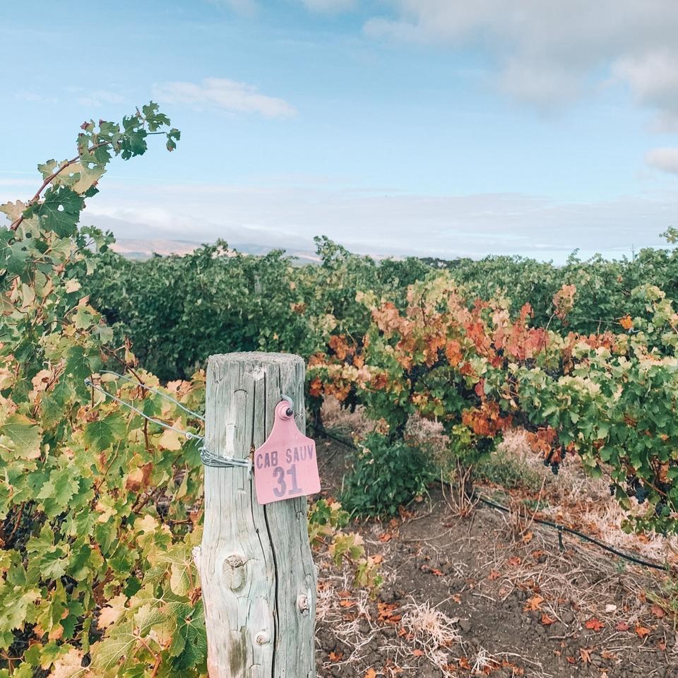 The Vineyard brand story
