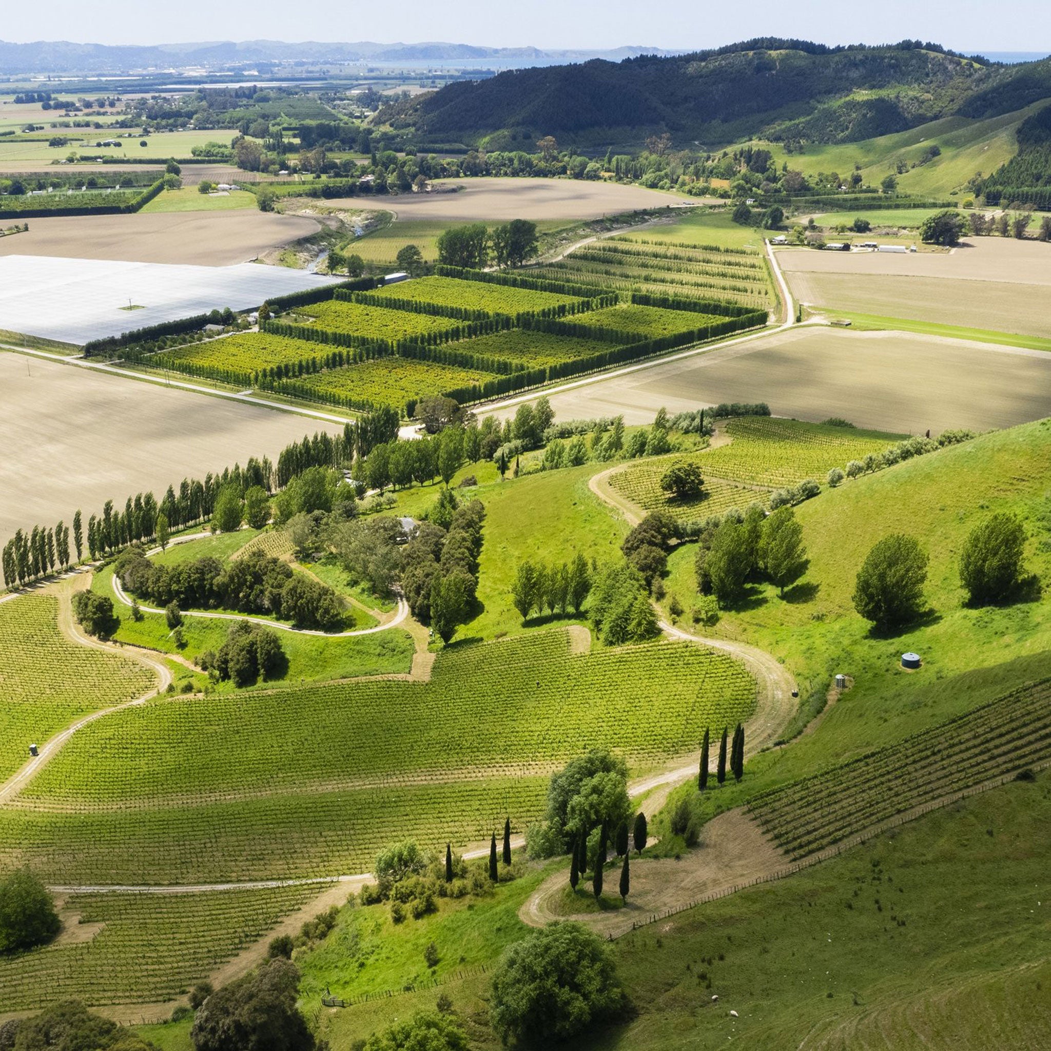 Millton Te Arai Chenin Blanc 2022