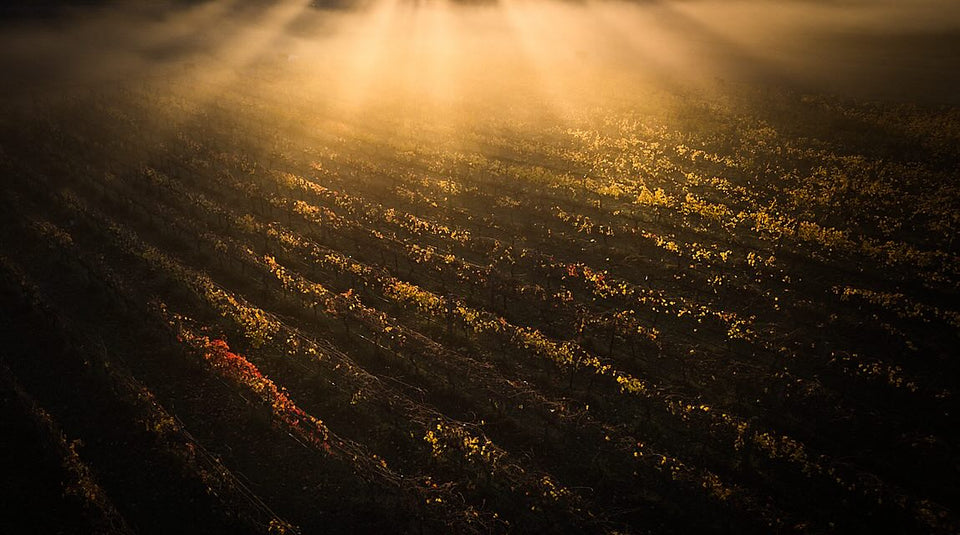 The Vineyard brand story
