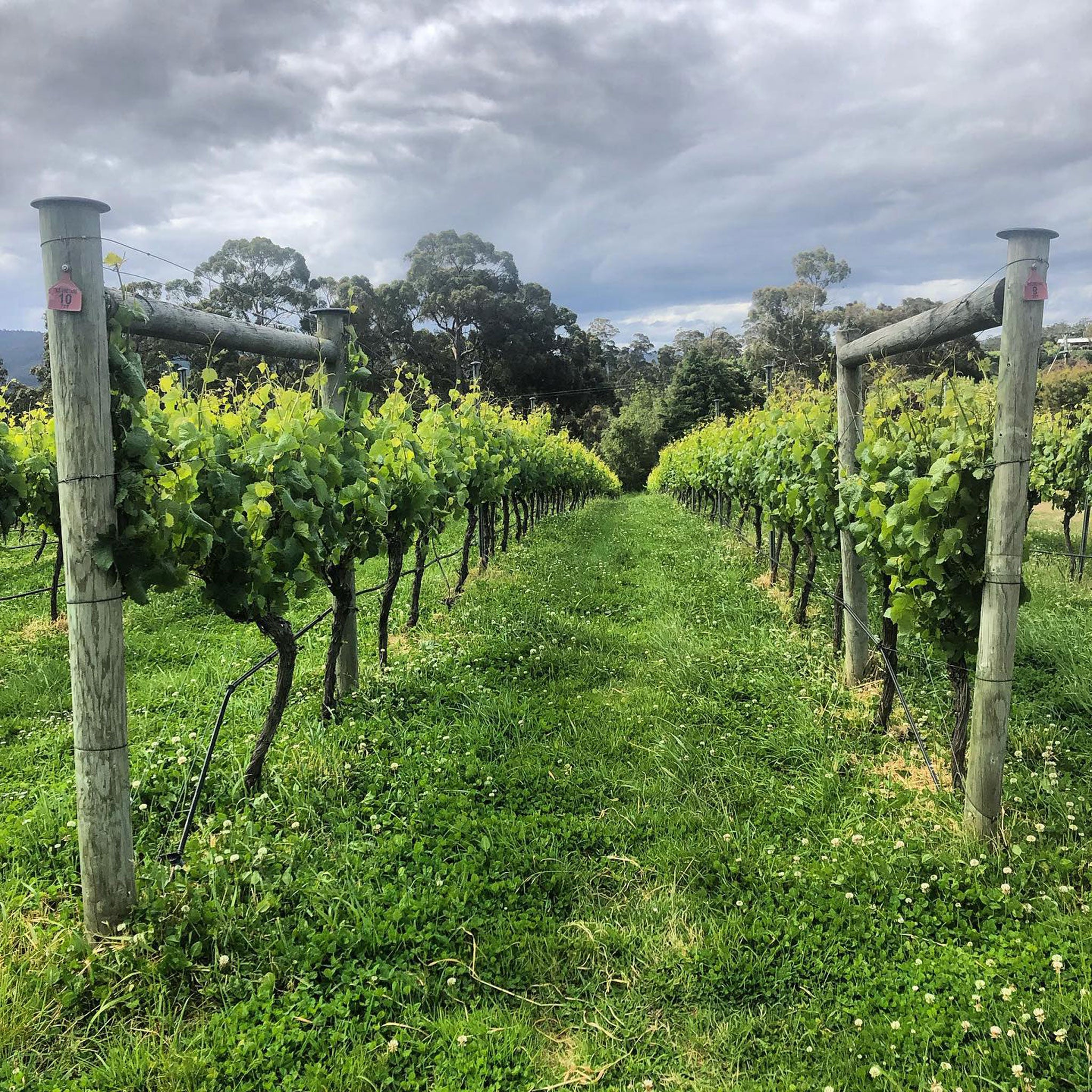 Chatto Killara Farm Pinot Noir 2023