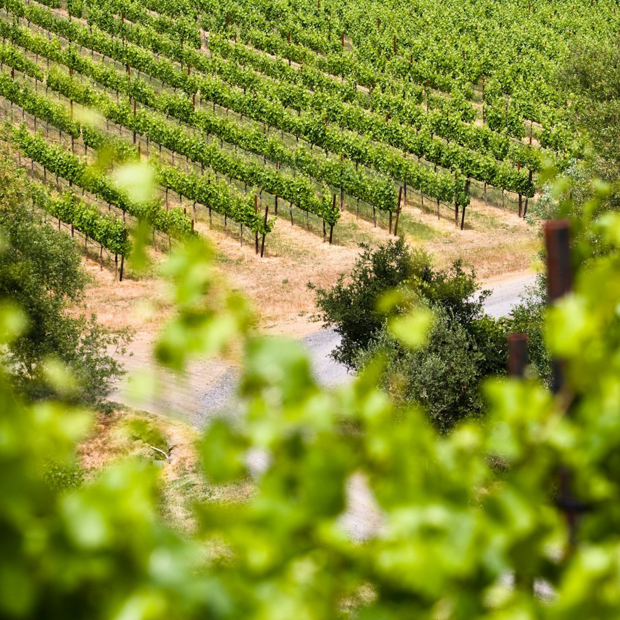 Domaine Christian Salmon Sancerre 2023