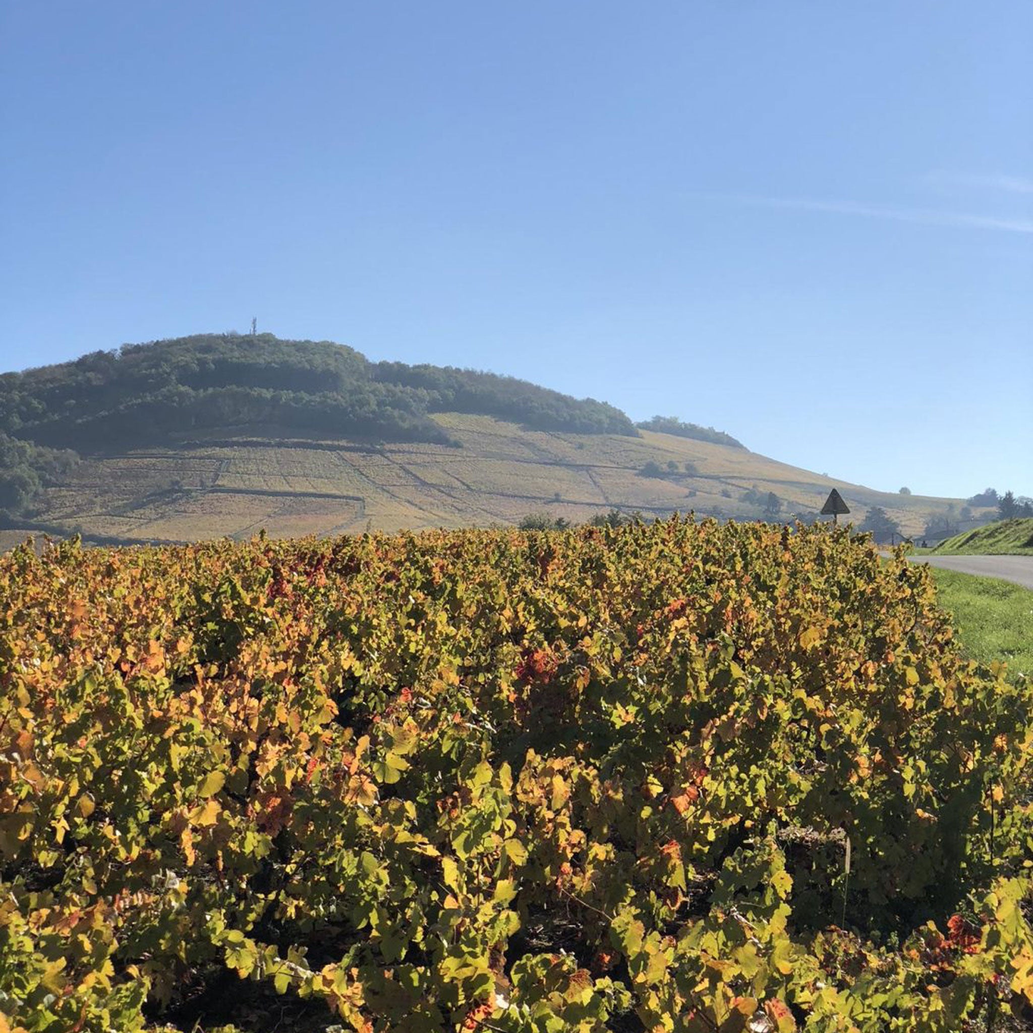 Domaine Daniel Bouland Morgon Pre Jourdan 2023