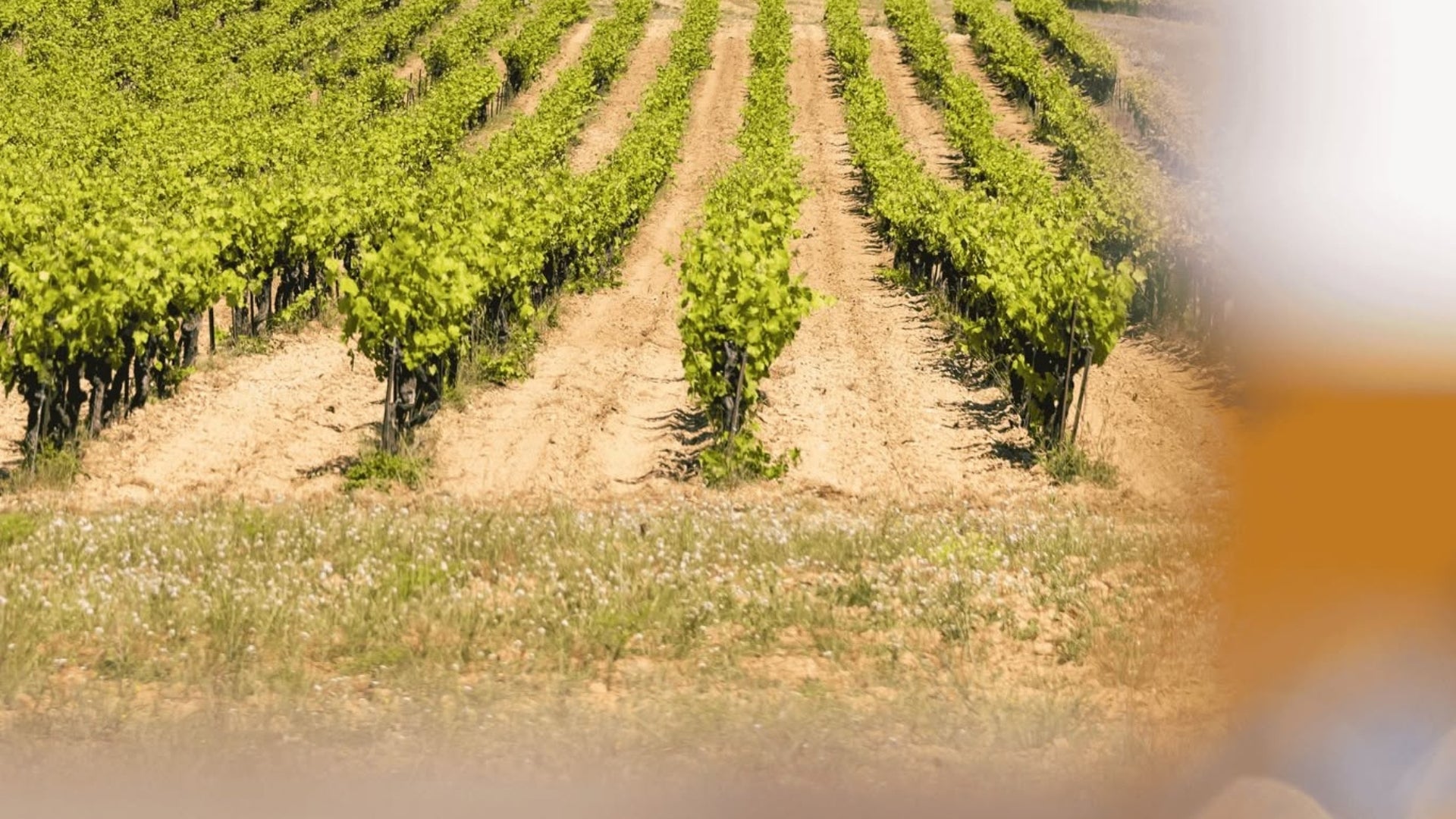 The Vineyard | MAISON SAINT AIX