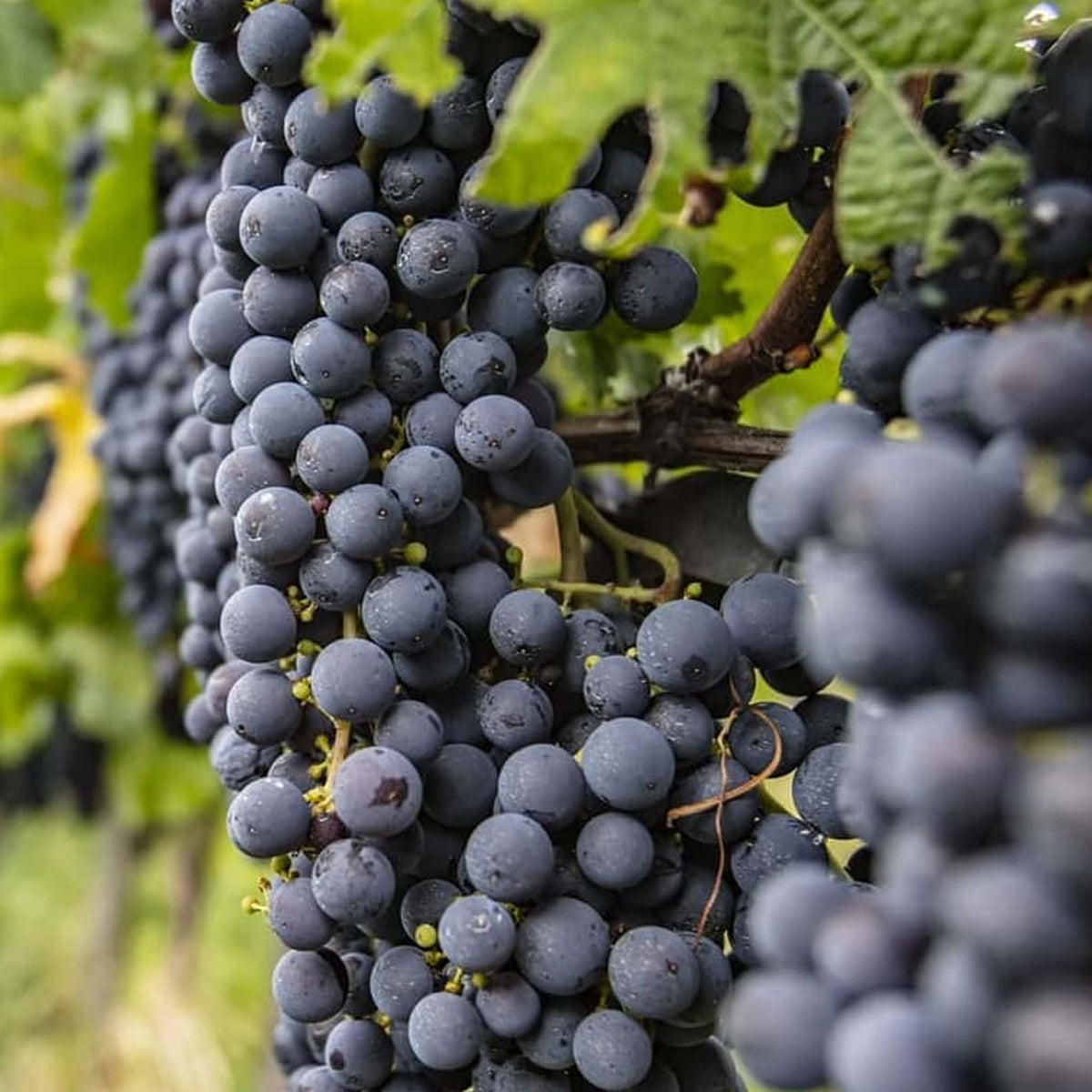 Alamos Malbec 2024