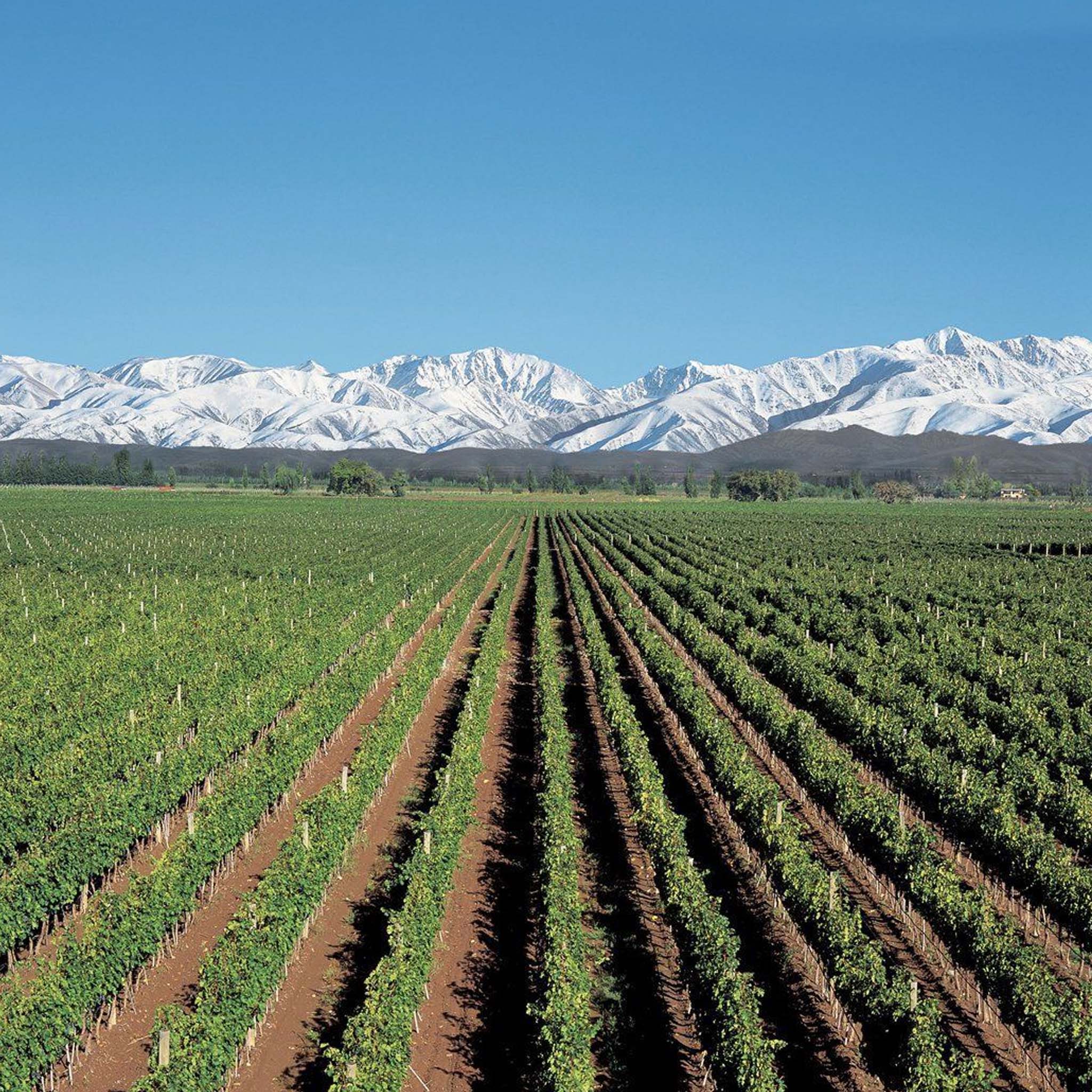 Alamos Malbec 2024