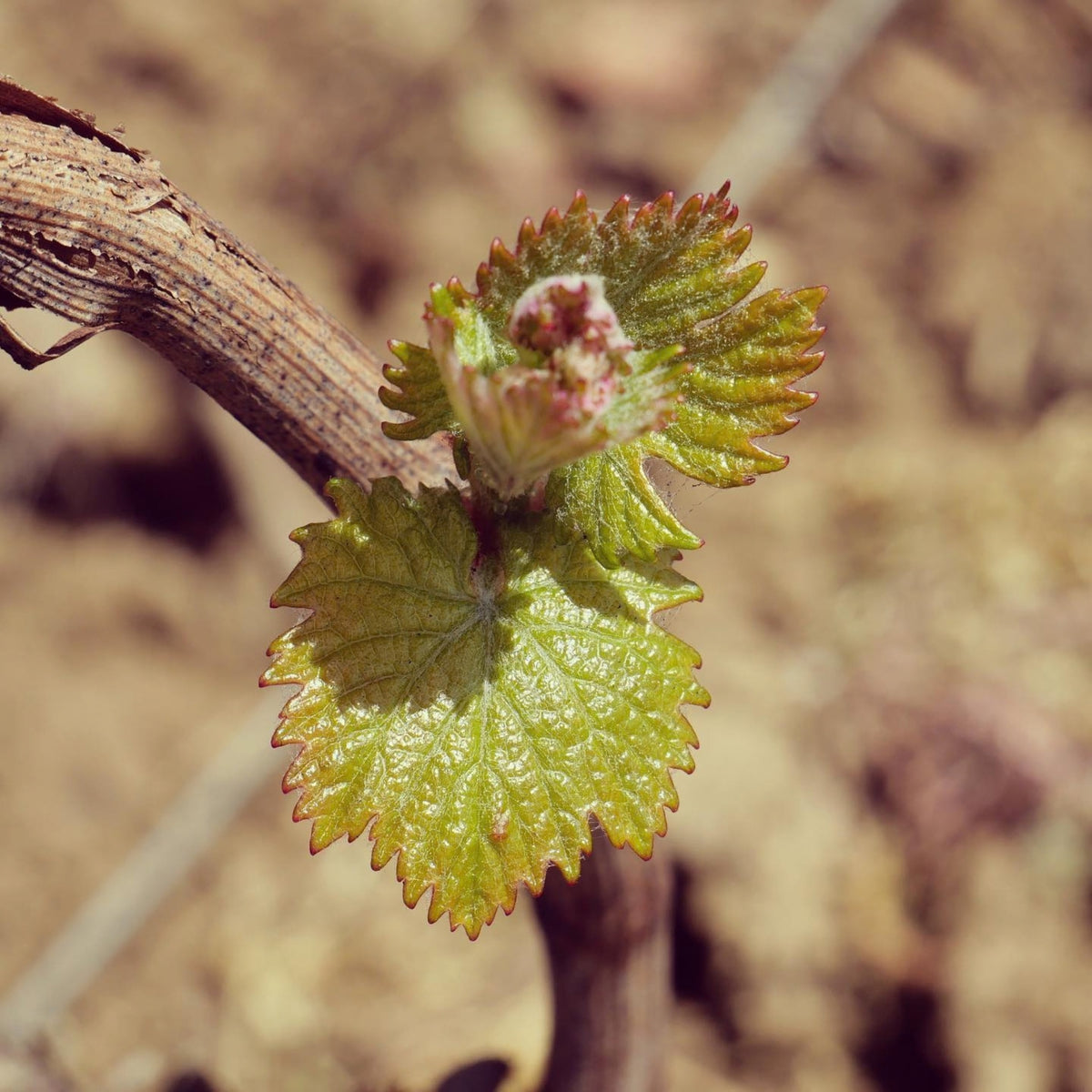 Domaine Alvina Pernot Puligny-Montrachet 1er Cru Les Pucelles 2024