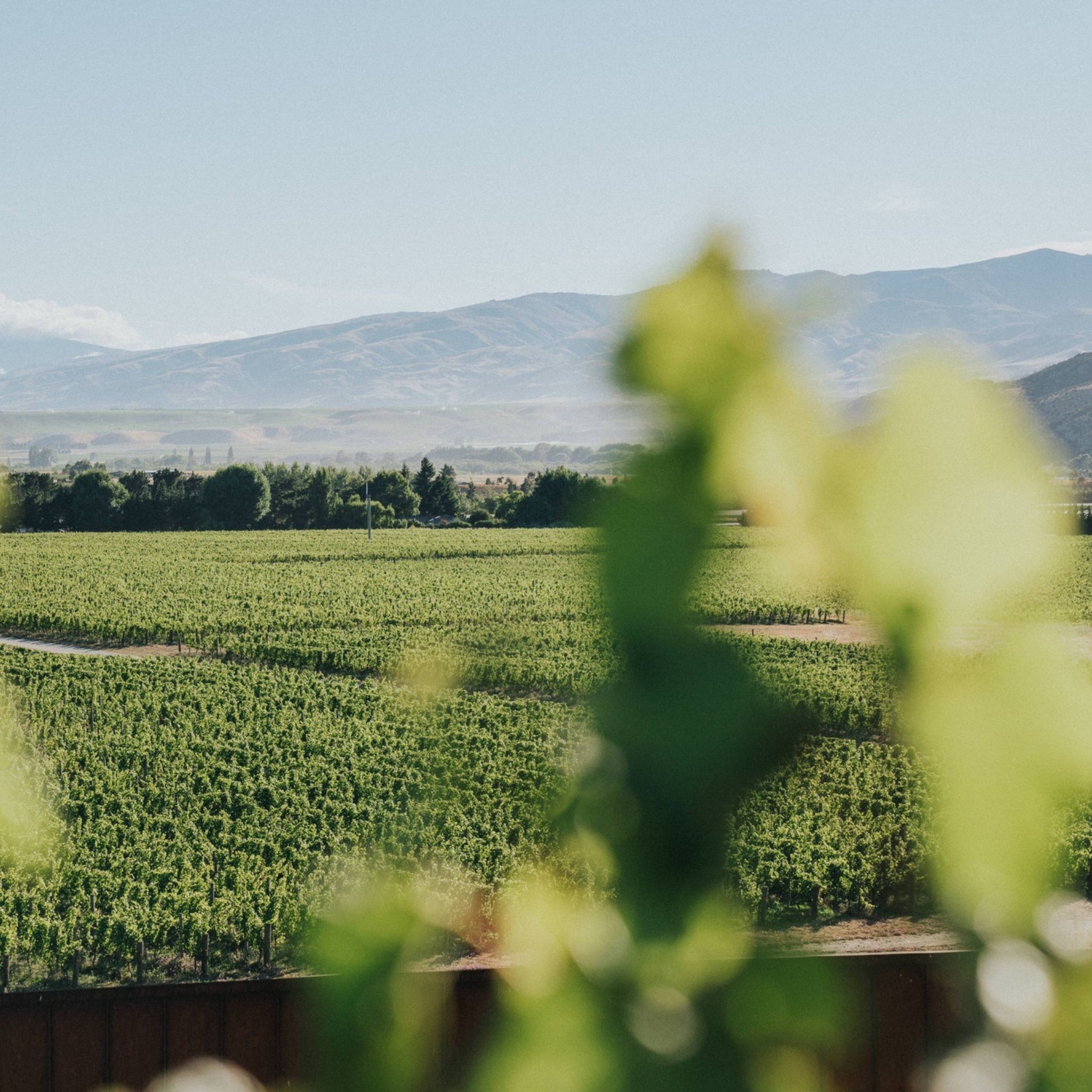 Amisfield Pinot Noir 2023