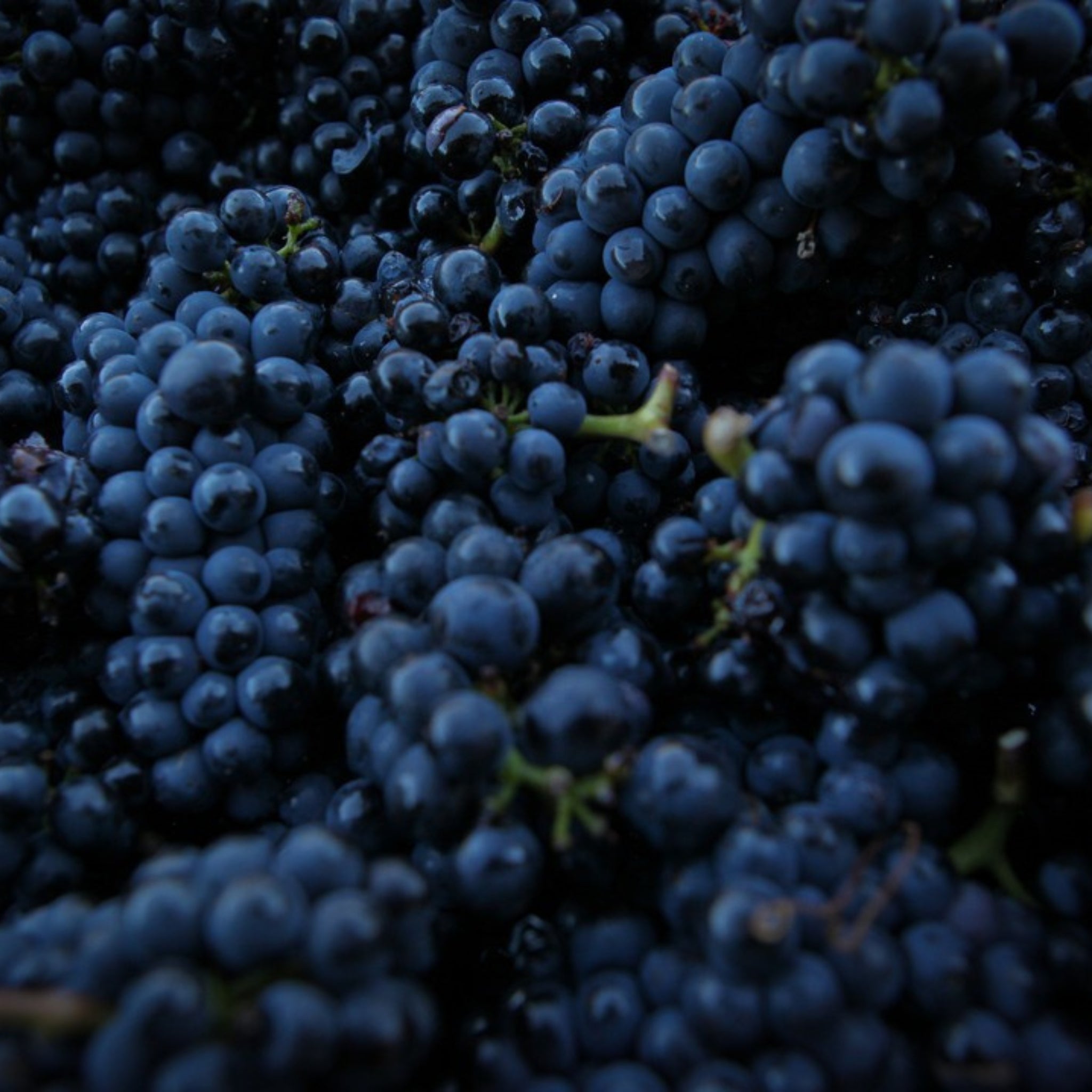 Amisfield Pinot Noir 2023