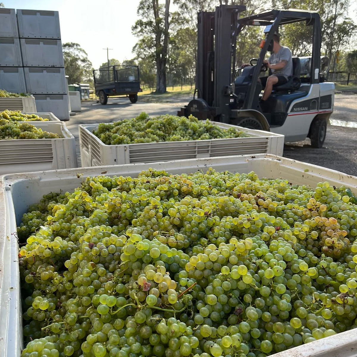 Thomas Wines Cellar Reserve Braemore Semillon 2018