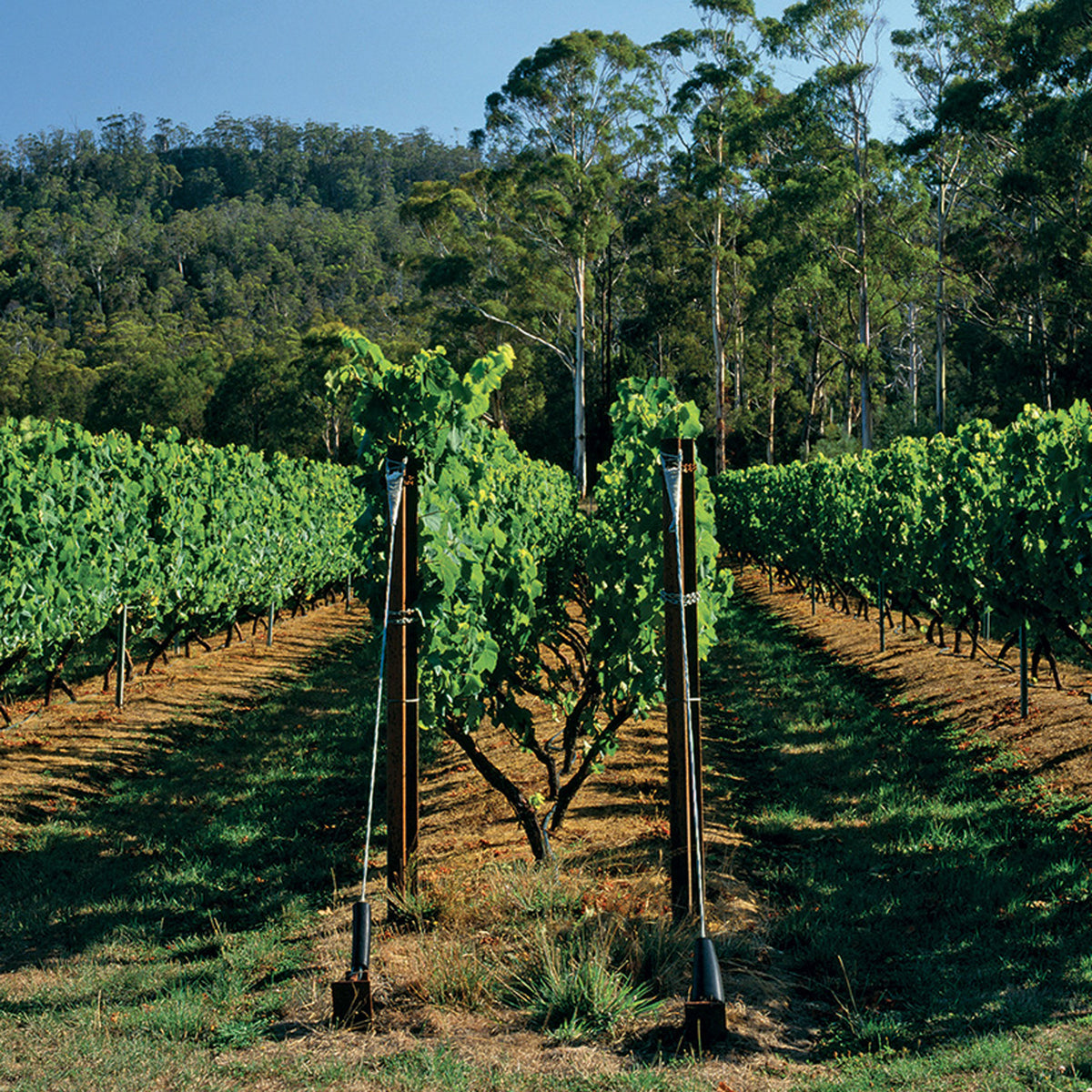 Apsley Gorge Pinot Noir 2022 1.5L