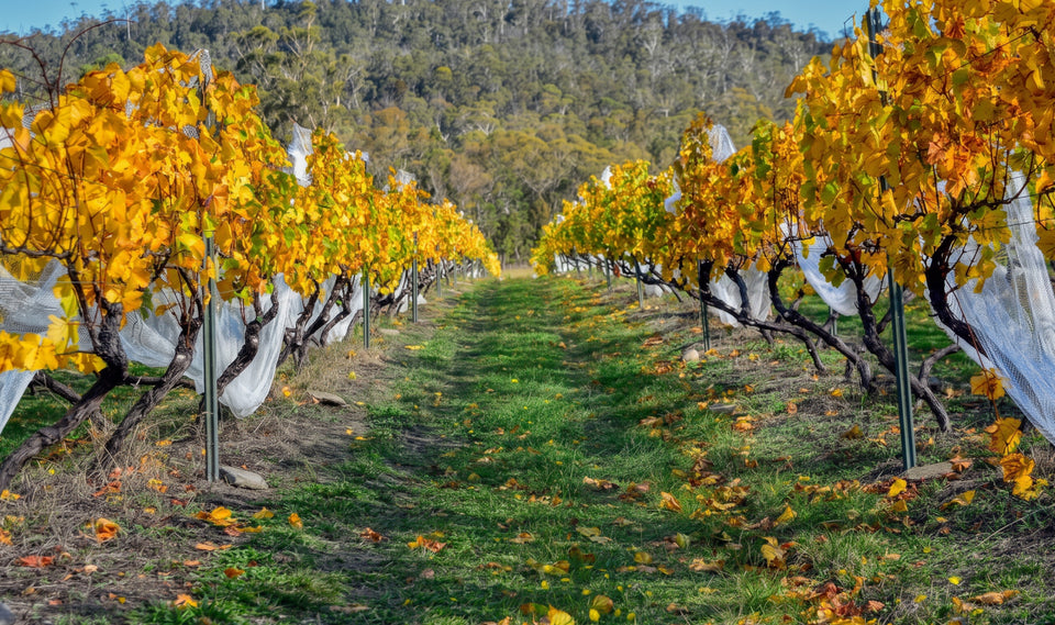 Apsley Gorge brand story