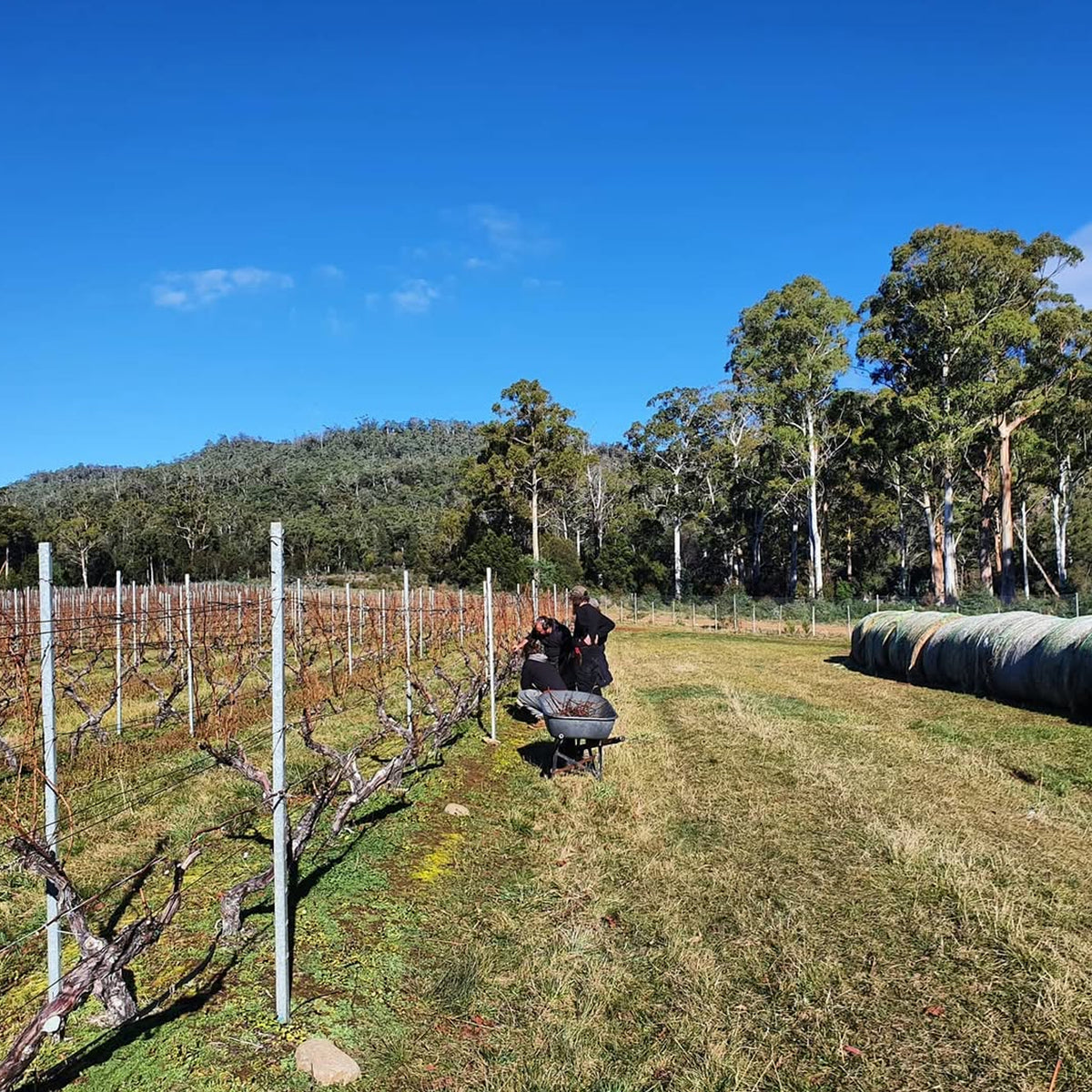 Apsley Gorge Chardonnay 2024