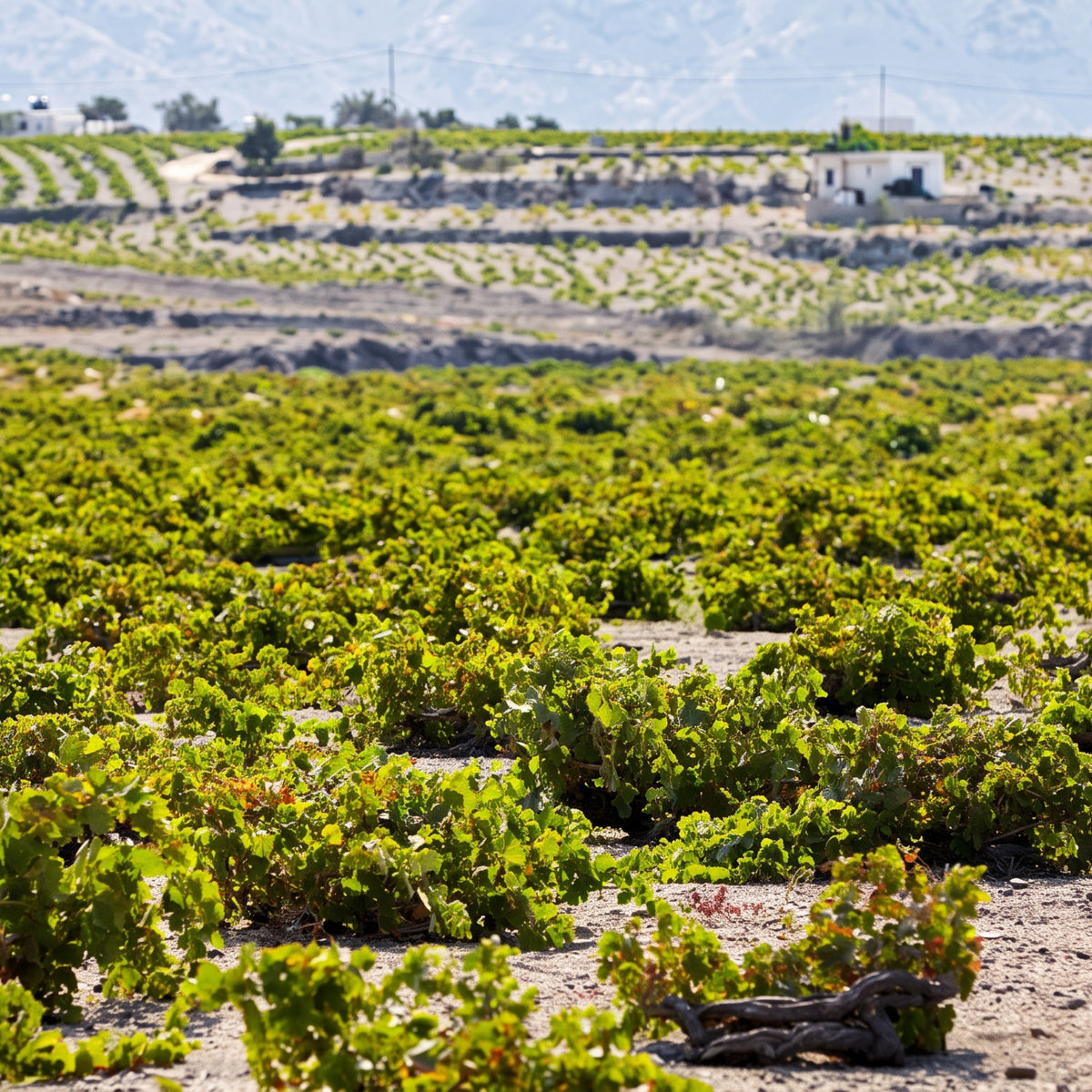 Argyros Estate Vinsanto Late Release 1982 375ml