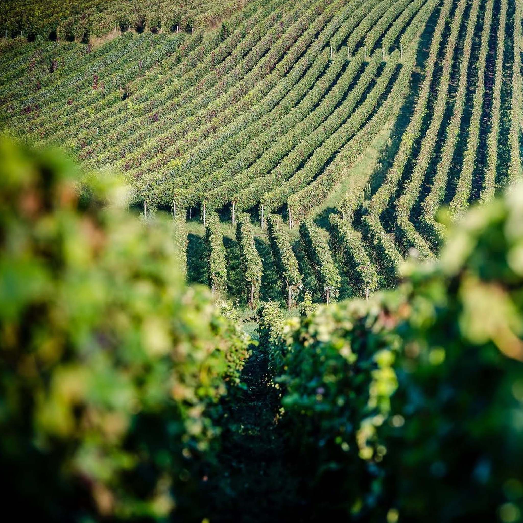 Armand de Brignac Ace of Spades Brut