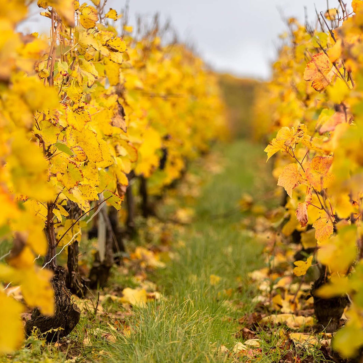 Ayala La Perle 2015