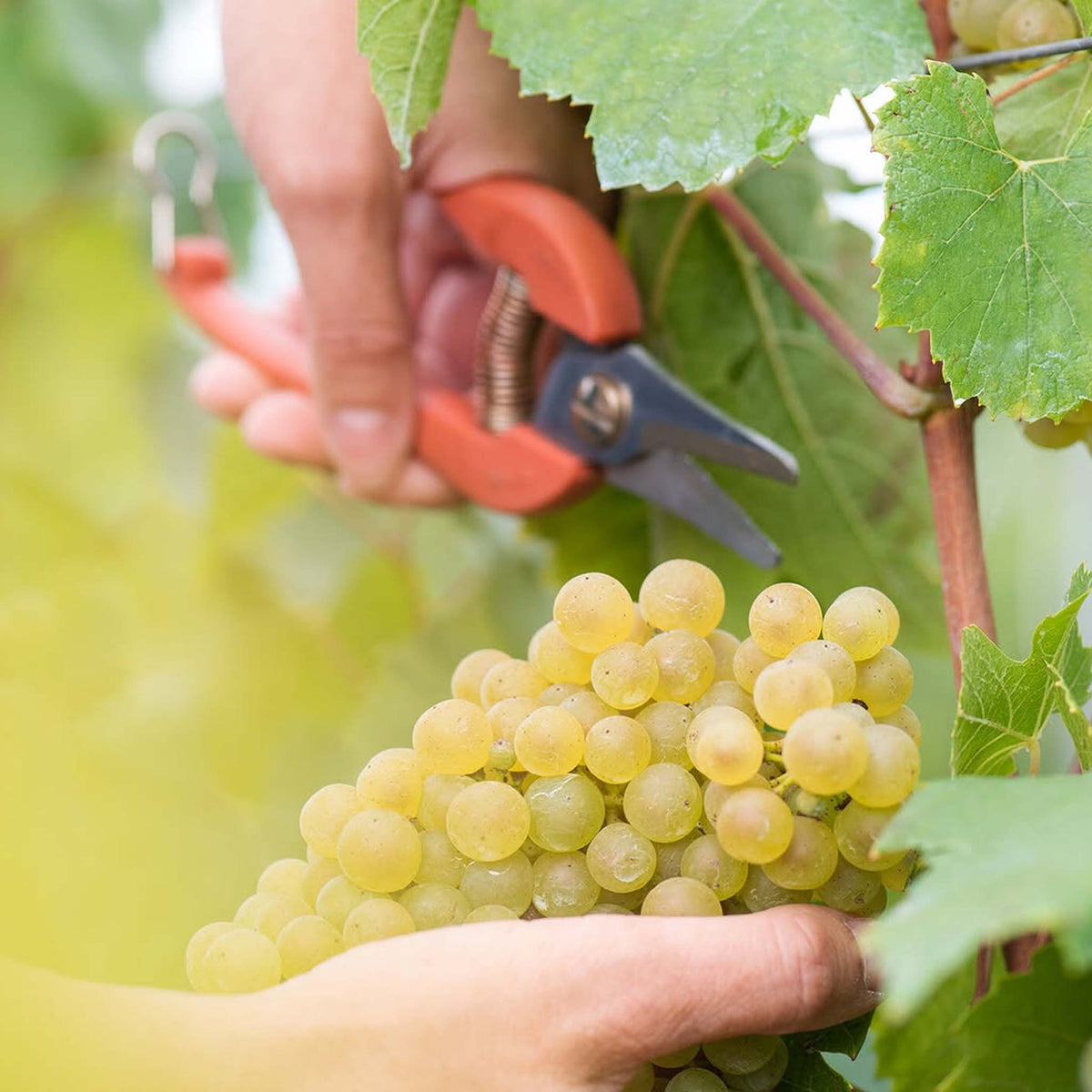 Ayala La Perle 2015
