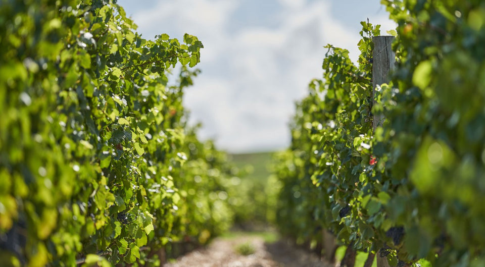 The Vineyard brand story