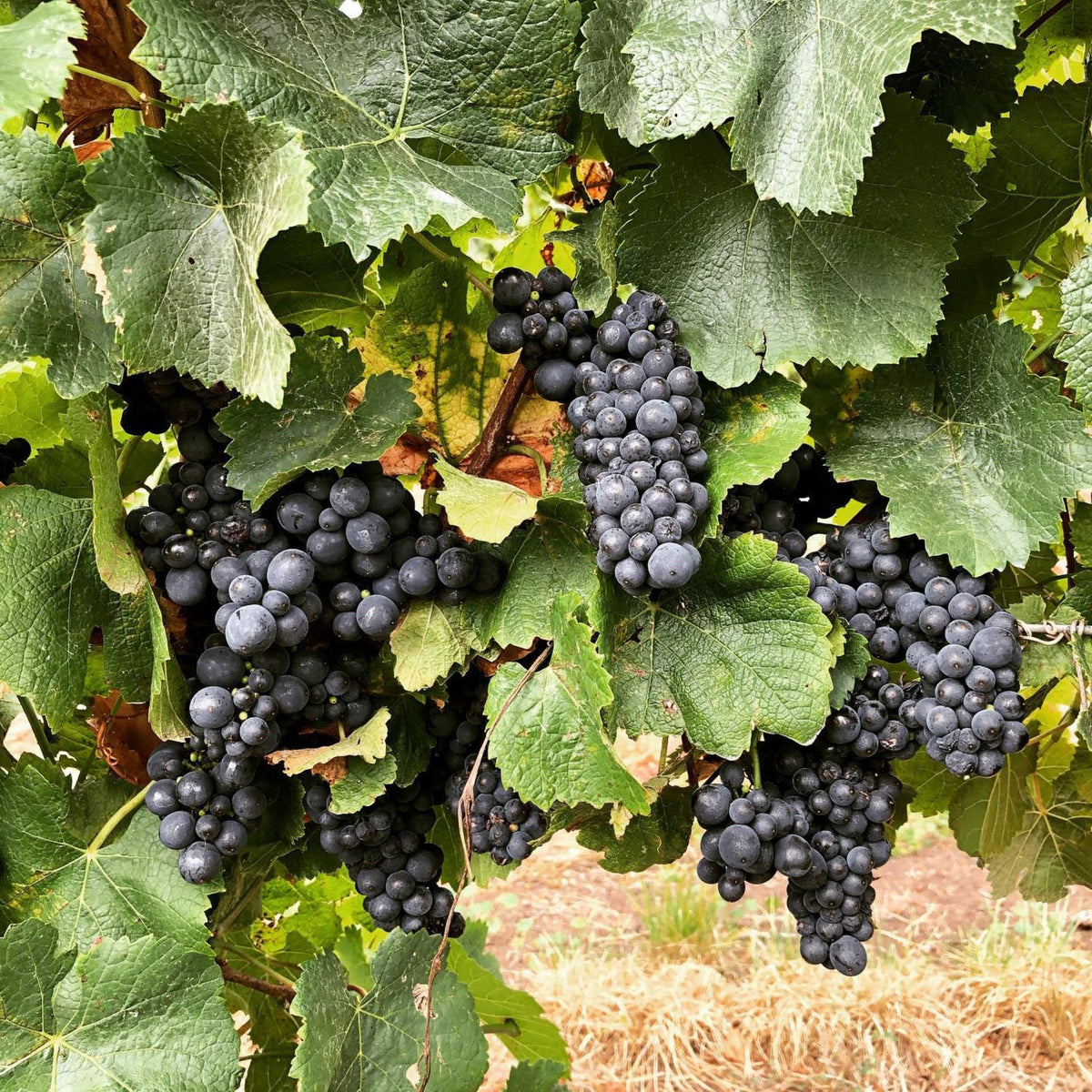 Bannockburn Pinot Noir Bunches - Kent Street Cellars