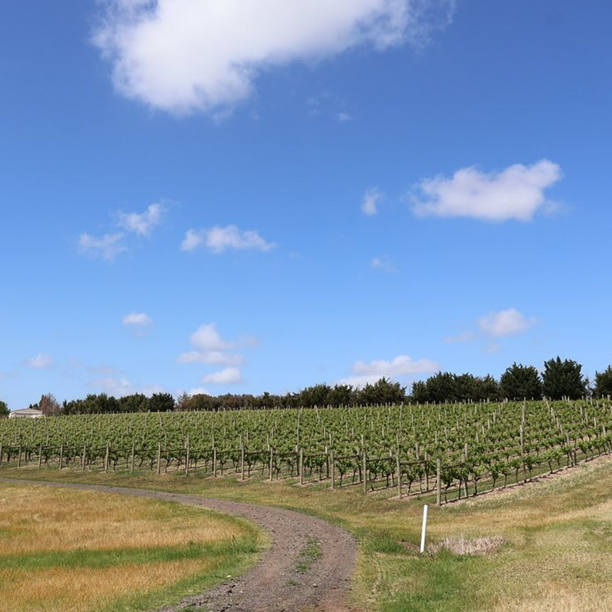 Bannockburn Chardonnay 2024