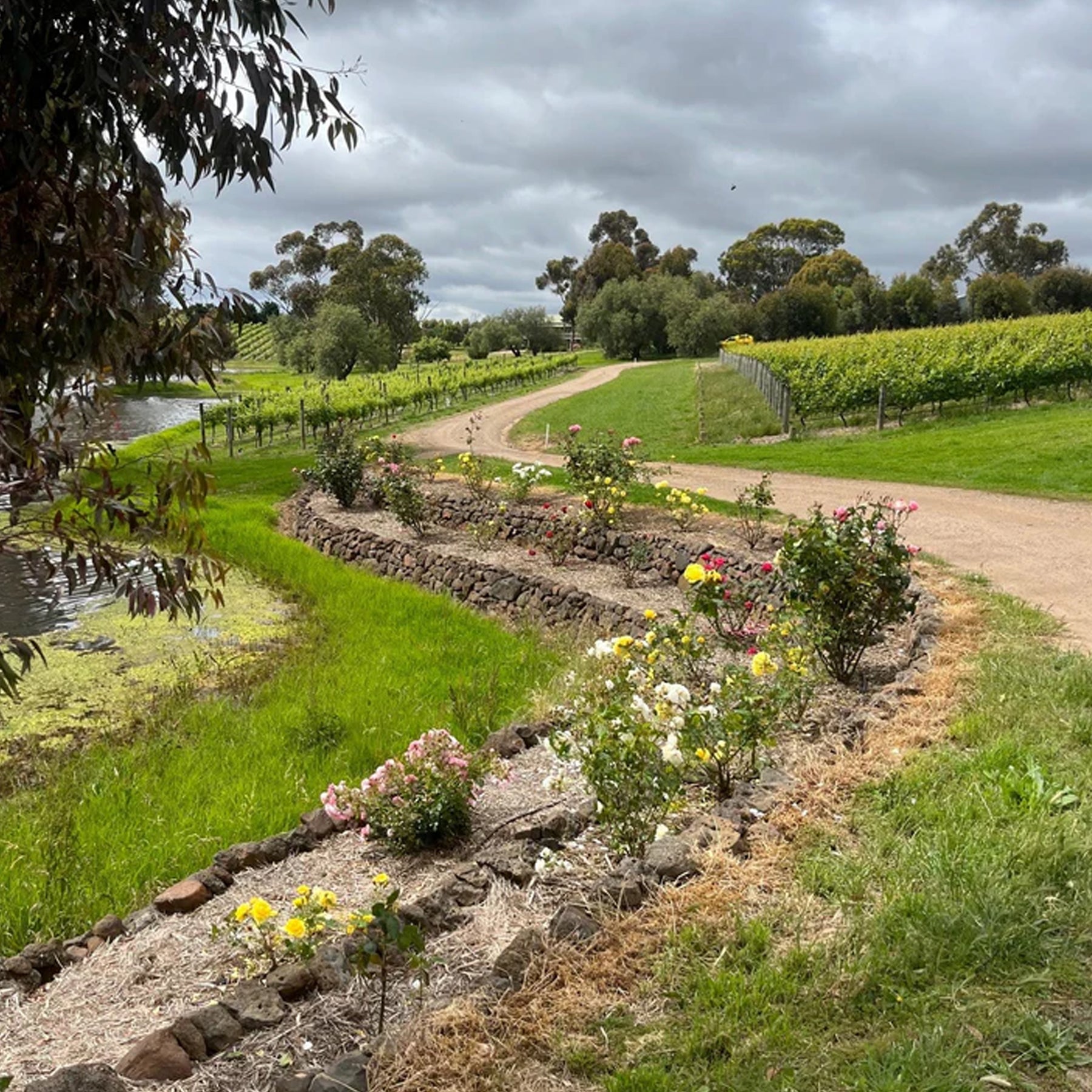 Bannockburn Chardonnay 2025