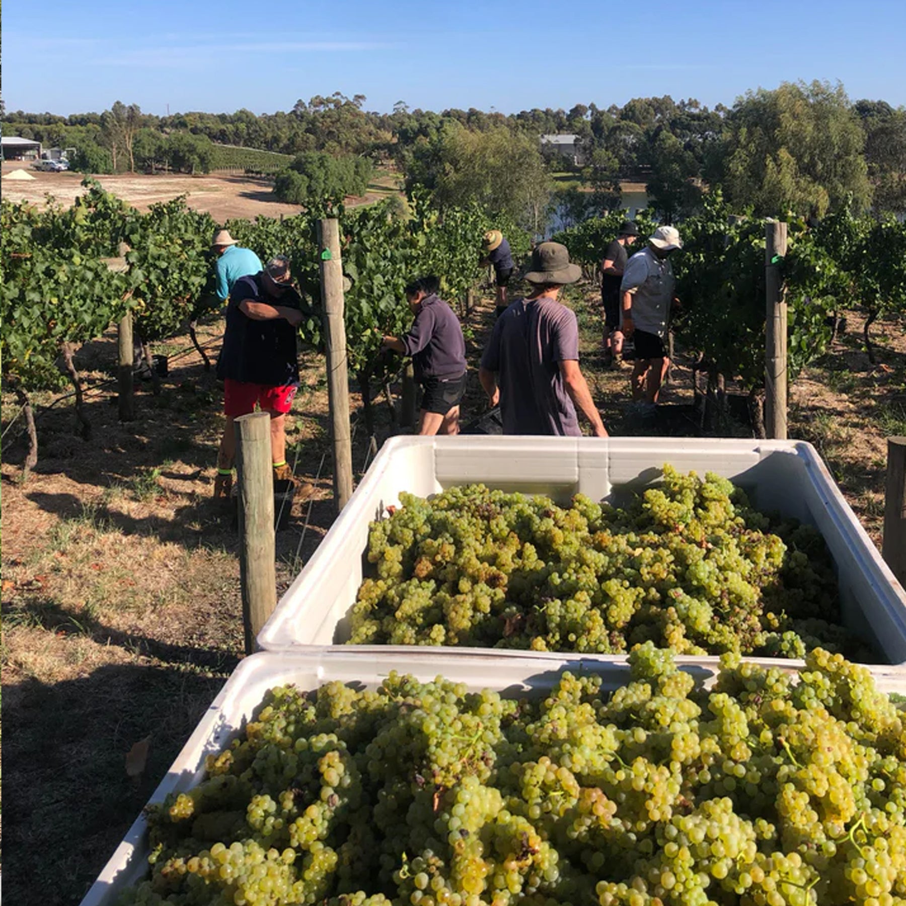 Bannockburn Chardonnay 2025