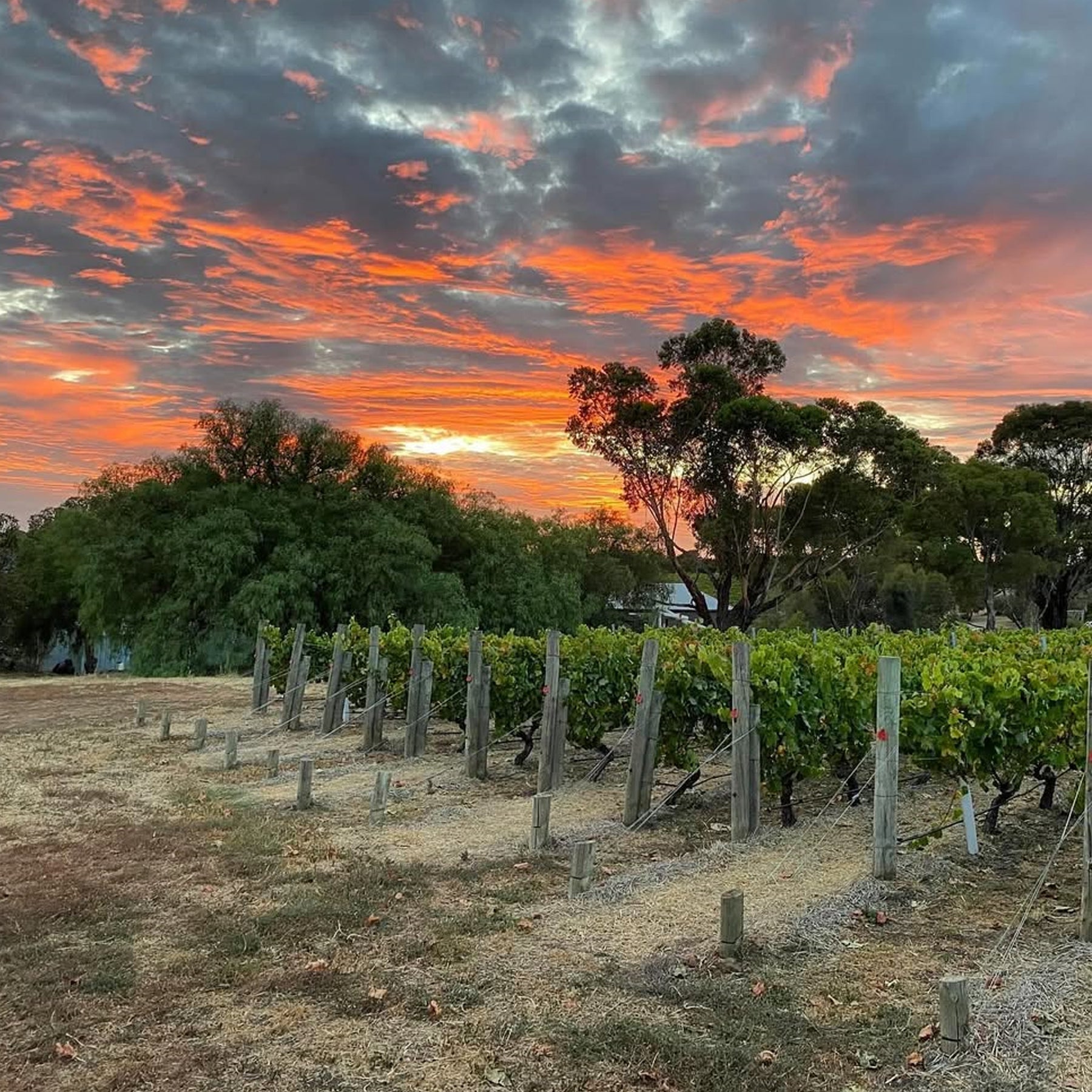 Bannockburn Chardonnay 2025